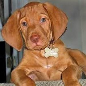 Meet your Posher, Presley